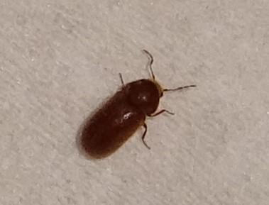 Anobiinae